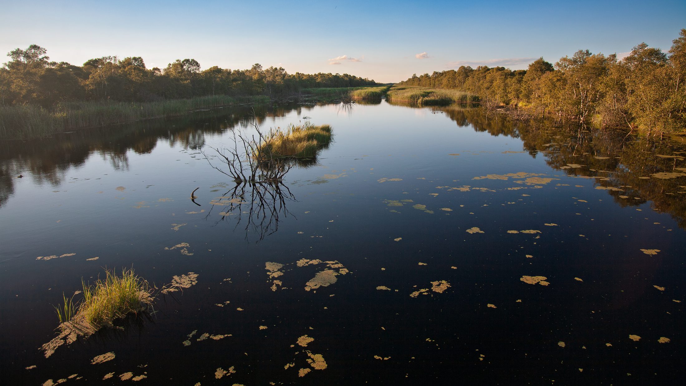 Stille tørvegrav gennem Lille Vildmose med spejlende refleksioner, sivøer og skov ved aftenlys