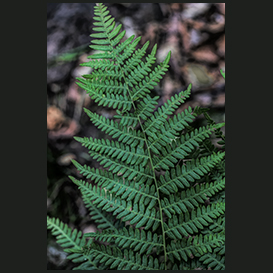 Bregner / Ferns