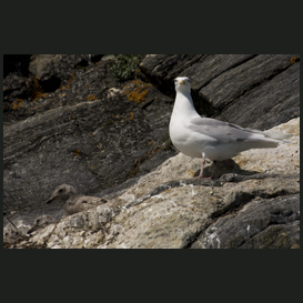 Iceland gull