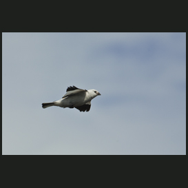 Snow bunting flying