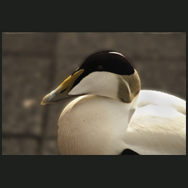 common eider