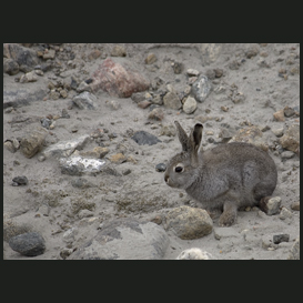 Leveret of Arctic Hare