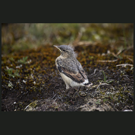 Wheatear chick