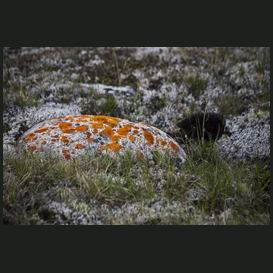 lichen orange