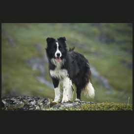 Border Collie