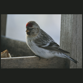 The redpoll