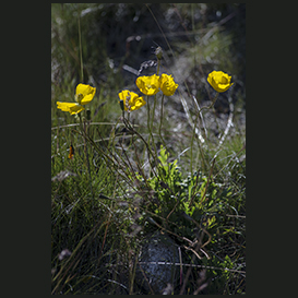 The arctic poppy Qaqortoq