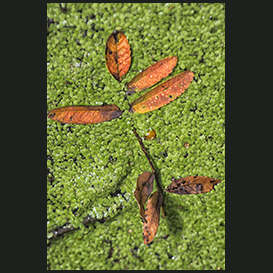 Dead leaf in duckweed