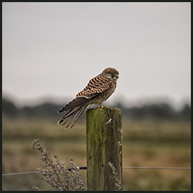 Kestrel