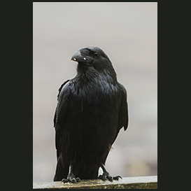 Raven, Qaqortoq