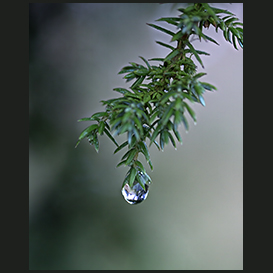 Christmas Tree, waterdrop