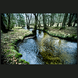 Rold Skov Brook