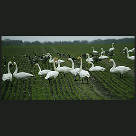 Swans, Himmerland, Denmark