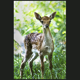 Deer, Snogeholm