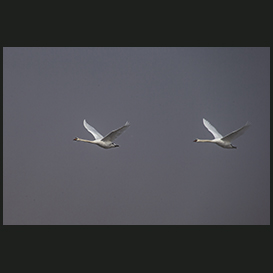 Mute swans, Dokkedal, Himmerland, Denmark