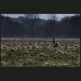 A curlew, Lille Vildmose, Himmerland, Denmark