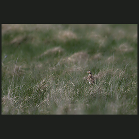 The lark, Mulbjergene, Himmerland, Denmark