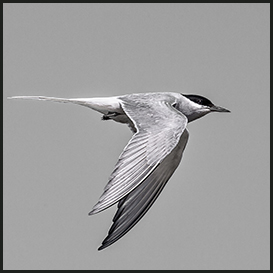 The Arctic tern, Dokkedal, Himmerland