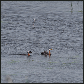 The red-necked grebe, Lille Vildmose