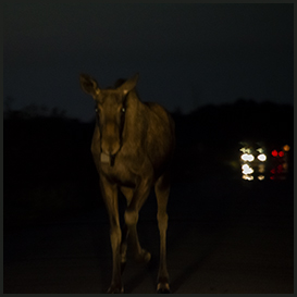 A moose, Lille Vildmose, Himmerland, Denmark